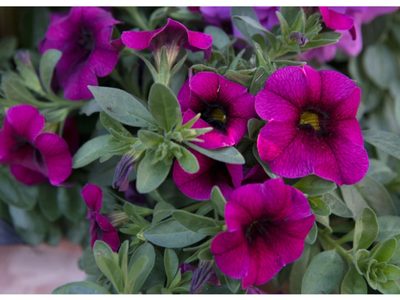 Ponela en tu balcón y olvidate de que existe: esta planta decora con sus flores todo el año