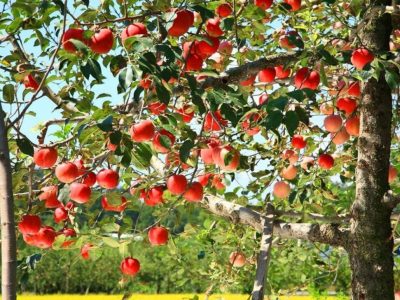 El éxito de los viveros en tu jardín: 3 trucos fáciles para que tus árboles frutales florezcan sin parar