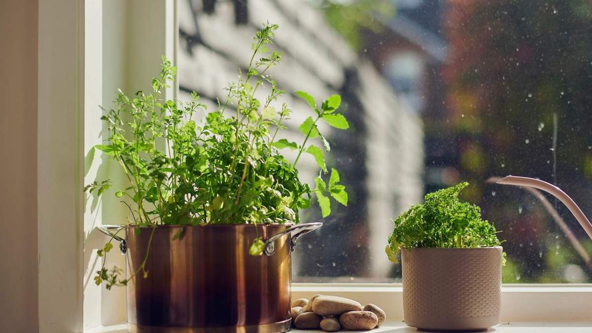 Plantas. Fuente: (X)