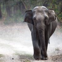 Elefante pisotea a su entrenador en la India