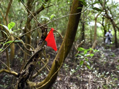 Exhuman ocho cuerpos de fosas clandestinas localizadas en Villa de Álvarez, Colima