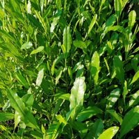 La planta que crece en cualquier lado, cambia su color en invierno y es perfecta para ahuyentar a vecinos chismosos