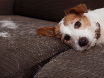 El hábito cotidiano que puede acortar la vida de tu perro sin que lo notes