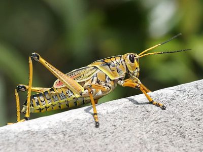 Curiosidades sobre los grillos: los insectos que cantan más en verano y atraen la buena suerte a tu hogar