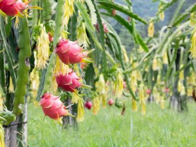 El cactus que crece casi sin cuidados y que da una exótica y deliciosa fruta en tiempo récord