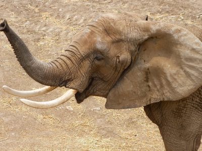 El Centro de Conservación de San Juan de Aragón recibe a la elefanta africana “Gipsy”