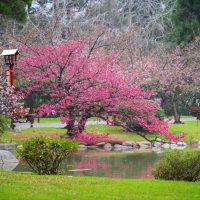 Propuestas de compras futuras para ayudar al Jardín Japonés