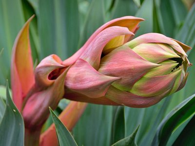 La planta que crece sin pedir nada a cambio, es súper elegante y sobrevive a temperaturas extremas
