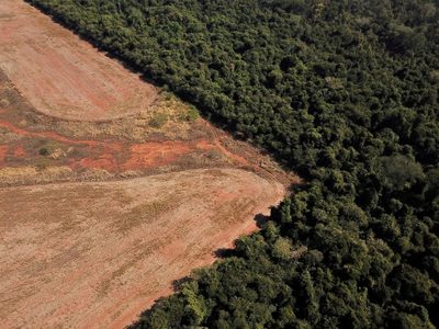 En tres años, Brasil perdió en vegetación nativa casi el equivalente al estado de Río de Janeiro