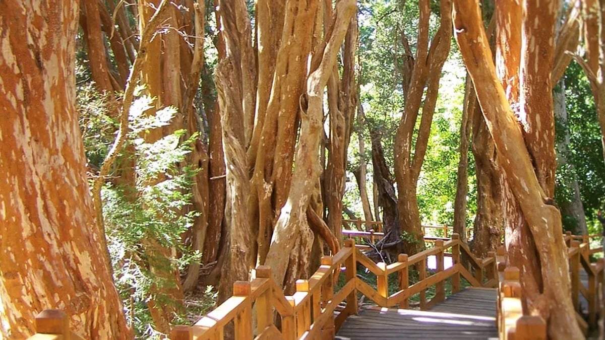 El Bosque de Arrayanes está en proceso de renovación aseguran. Fuente: (Facebook)