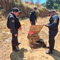 Activistas y autoridades de CDMX discrepan por hallazgo de decenas de perros muertos en Topilejo