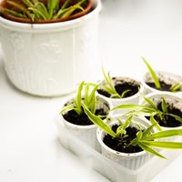 Lo que los jardineros no cuentan: el truco para reproducir tu planta Lazo de Amor fácil y en tiempo récord
