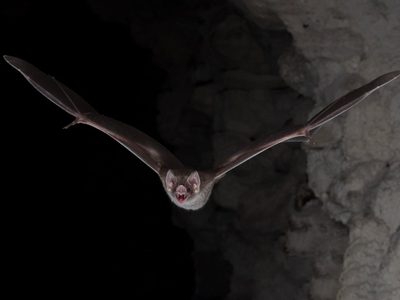 Descubrieron por qué los murciélagos vampiro son los únicos mamíferos que sobreviven solo con sangre