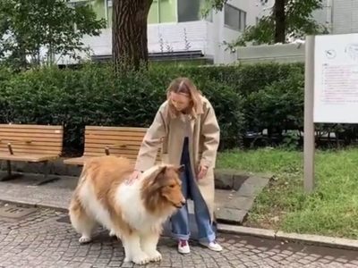 Japonés gastó 15 mil dólares en un disfraz de perro y salió a pasear en público