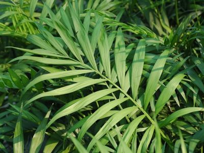 La planta muy fácil de cuidar que podés tener en la oficina o en tu casa y es tendencia en decoración