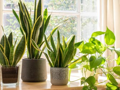 Los 5 productos caseros que siempre tenés a mano y que son ideales para cuidar tus plantas