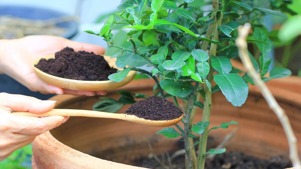 Plantas. Fuente: (X)