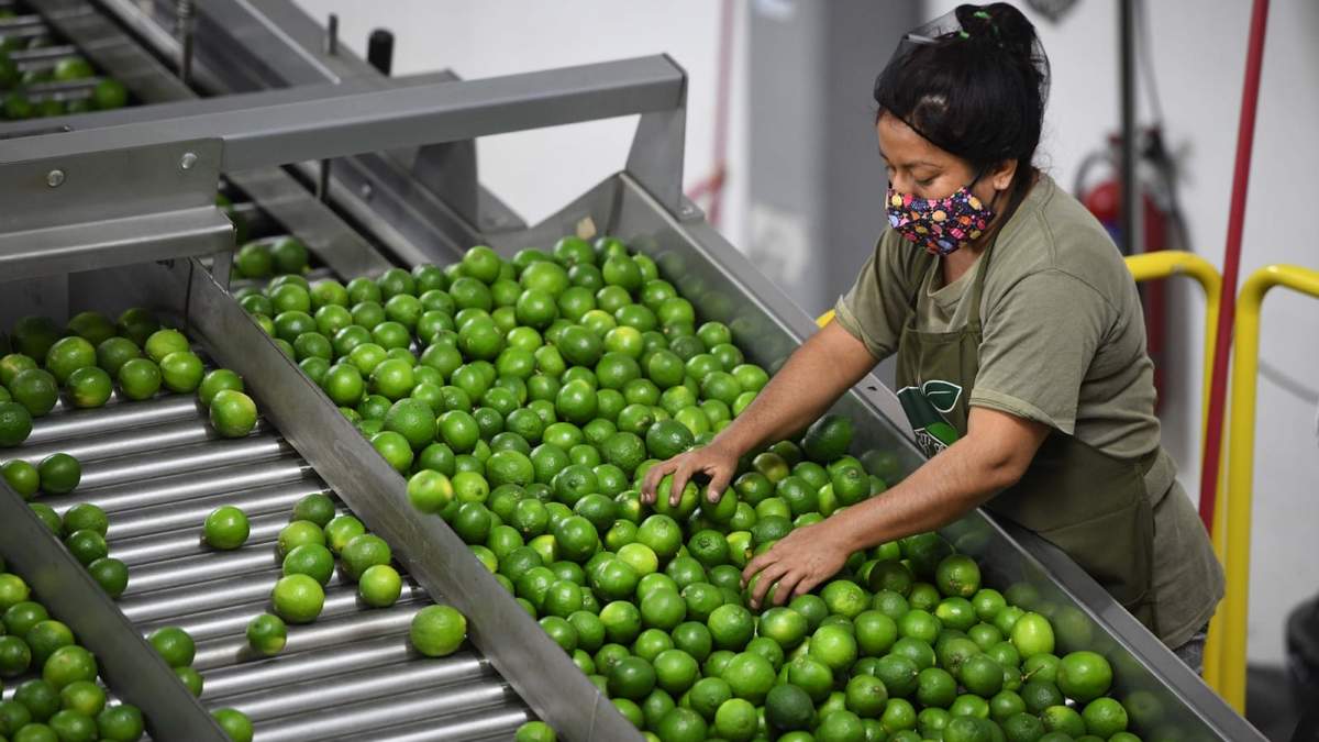 Producción de limón en los municipios de San Rafael y Martínez de la Torre