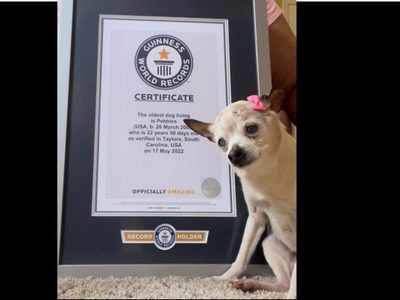 Muere Pebbles, la perra más vieja del mundo
