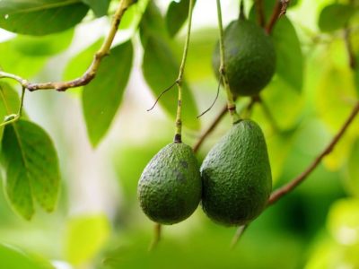 El método que no falla para cultivar palta en maceta, lograr una planta altísima y que dé pronto sus frutos