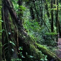 Estrategias sustentables: la forma en que Costa Rica cuidó su medio ambiente