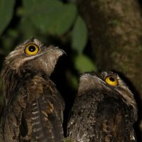 Curiosidades del Urutaú o “pájaro fantasma”, el ave que atemoriza a muchas personas, pero que es totalmente inofensiva