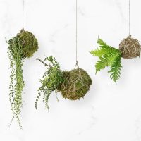 Cultivo de plantas para la casa de forma sustentable y ecológica