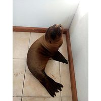 La Profepa rescata un lobo marino tirado en una calle de Morelia