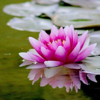 Sin estanques: cómo cultivar de forma fácil la flor del Loto, la planta que esconde un poderoso secreto