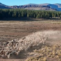 Neuquén aumentó un 430% los fondos para asistir a productores afectados por la sequía