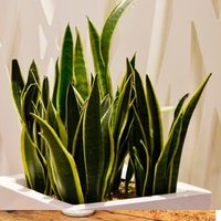 Lengua de Suegra o Sansevieria: truco infalible para que crezcan rozagantes y saludables