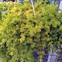Planta de la moneda: la hermosa suculenta colgante, fácil de cuidar y que vas a querer en tu casa