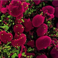 Identifican proteínas clave en células infectadas con SARS-CoV-2