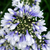 La forma de reproducir tus Agapanthus de semillas y sin gastar dinero en el vivero