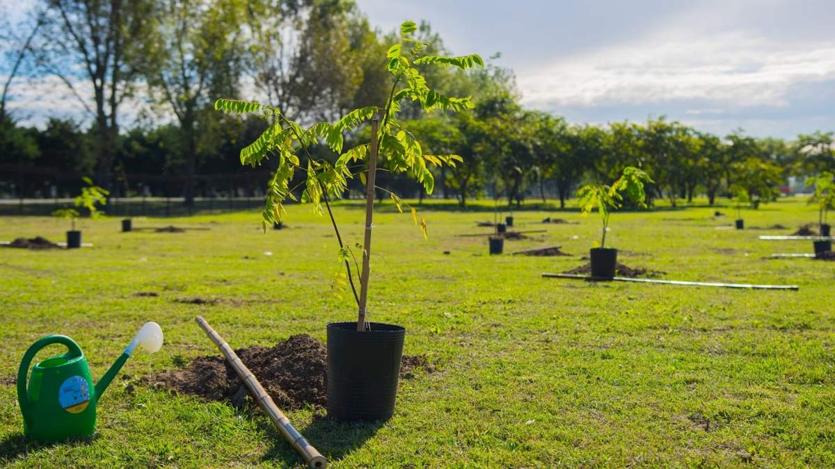 También se readecuarán espacios verdes. Fuente: (Twitter)