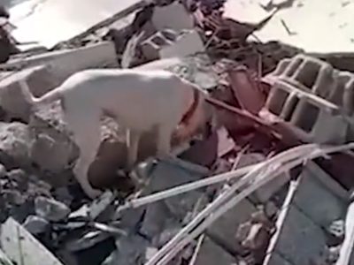 Video de un perro que busca a su dueño entre los escombros no fue grabado en Turquía