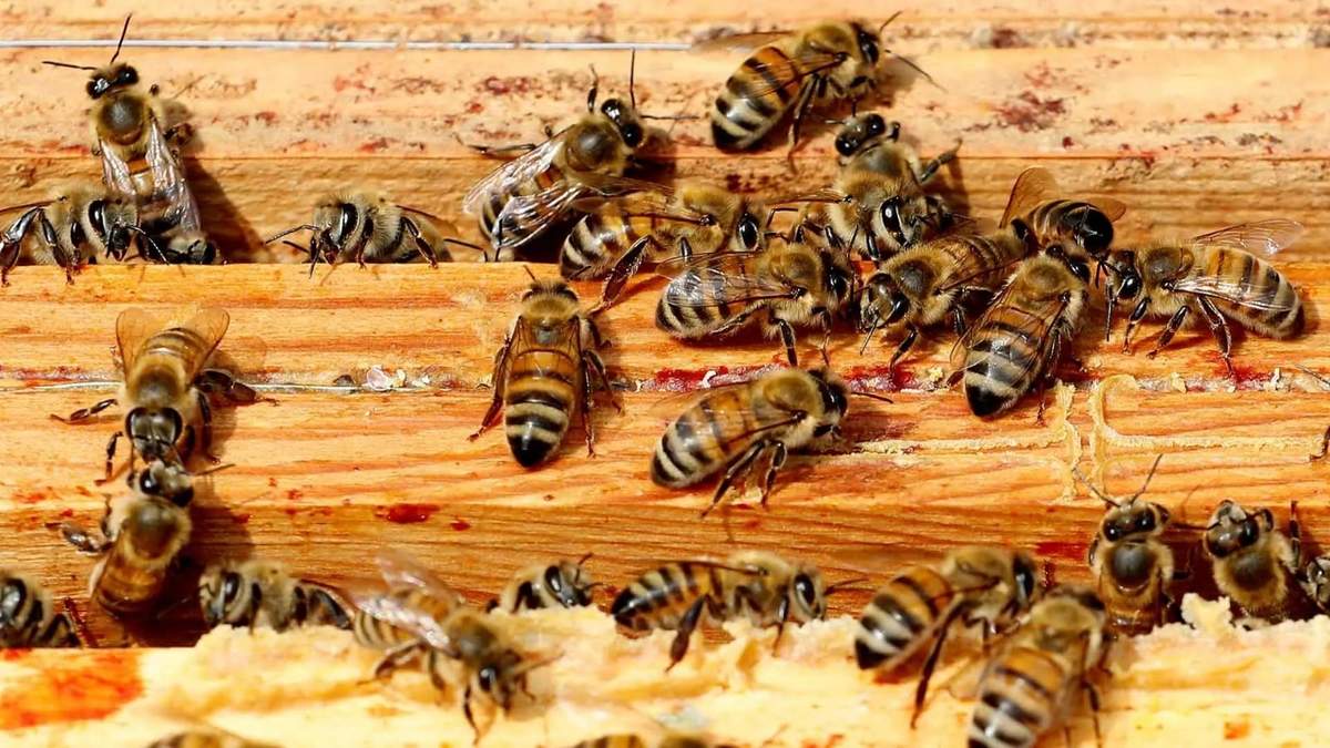 Las abejas sorprendieron a los residentes de La Plata. Fuente: (X)