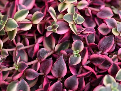 Crassula pellucida: la suculenta colgante casi imposible de matar y que se reproduce muy fácilmente