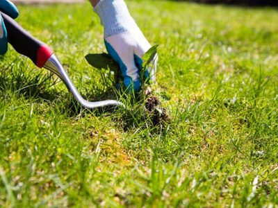 Sin químicos: eliminá los yuyos y malezas de tu jardín con este truco que los jardineros no te cuentan