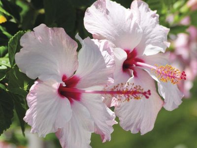 La popular planta que podés encontrar comúnmente en la calle y cuyas llamativas flores son comestibles
