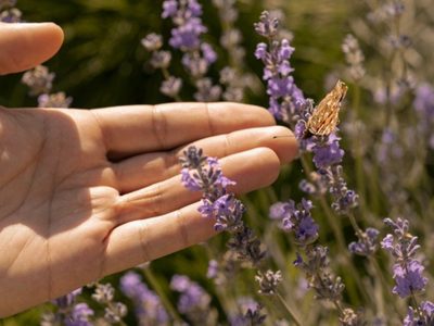 El truco gratis y súper efectivo para que tu planta de Lavanda se mantenga hermosa por muchos años