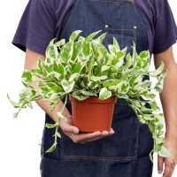 Las plantas que no fallan: se cuidan solas, multiplican fácil y quedan divinas como regalo