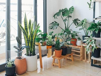 3 plantas para atraer abundancia y buena energía si las colocás en la entrada de tu casa