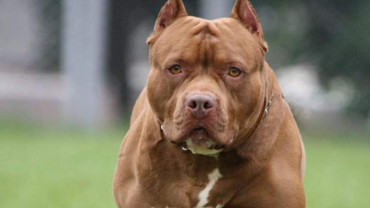 Perro raza pitbull. Fuente: (Antena 3).