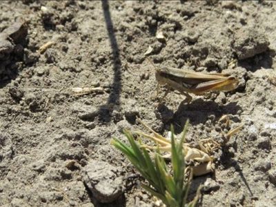 Advierten por nacimiento de tucuras en campos de Neuquén y recomiendan monitoreos periódicos