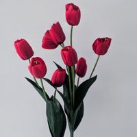 La planta pequeña perfecta para regalar que da las flores más hermosas y coloridas en primavera