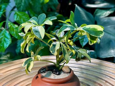 La planta bicolor que aguanta todo, necesita pocos cuidados y es perfecta para decorar el interior de casa