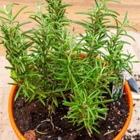 El secreto de los jardineros para que la planta de Romero crezca bien frondosa y su base no se ponga leñosa