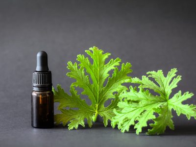 Las plantas que tenés que tener sí o sí en tu jardín si querés alejar a los mosquitos de tu hogar