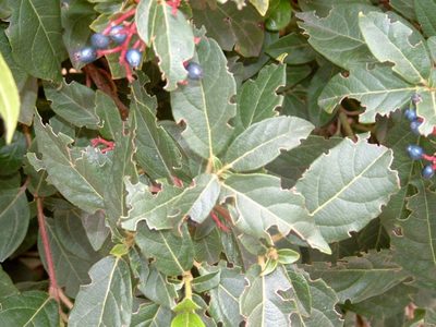 Si tenés un limón que se puso feo, no lo tires: así vas a proteger tus plantas y ahorrar dinero en insecticidas